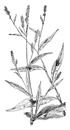 Smartweed and Lady's Thumb is an annual plant. The stems, flowers and leaves can all be eaten cooked or raw, tasting similar to lettuce, vintage line drawing or engraving illustration.のイラスト素材