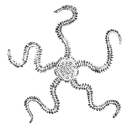 Brittlestar in which the arms of the brittlestar are more flexible than those of the starfish, vintage line drawing or engraving illustration.のイラスト素材