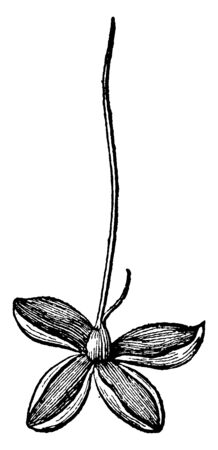 A picture of a female flower of the Osage-orange plant open. Osage-orange is a type of Dioecious plant, with male and female flowers in various plants, vintage line drawing or engraving illustration.のイラスト素材