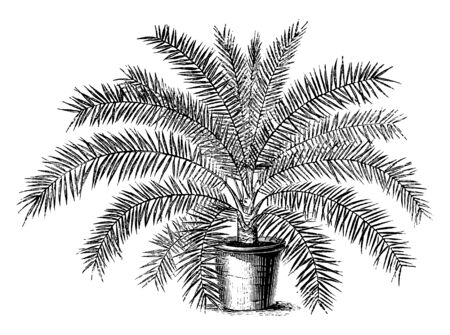 Phoenix Tenius is a date palm tree and it is more fine and lean than other varieties, vintage line drawing or engraving illustration.のイラスト素材