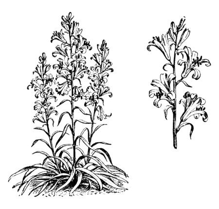 An image showing Detached Portion of Raceme of Lilium Roseum plant. The leaves are grows on stem. Leaves are stalkless, vintage line drawing or engraving illustration.のイラスト素材