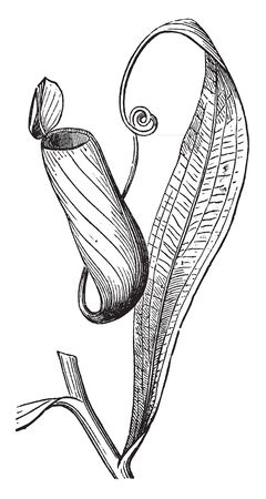 Nepenthes also known as tropical pitcher plants, the pitchers of this plant trap insects that are then digested as food, vintage line drawing or engraving illustration.のイラスト素材