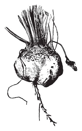 In this picture there is turnip. This turnip is root vegetable, it commonly grown in temperate climate. The root colour shade is white and pink, vintage line drawing or engraving illustration.のイラスト素材