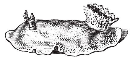 Sea Lemon is a loosely applied common name for a group of medium sized to large shell less colorful sea slugs or nudibranchs, vintage line drawing or engraving illustration.のイラスト素材