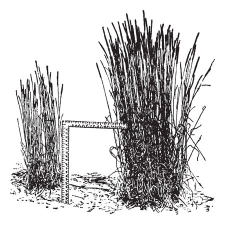 Timothy Grass is the perennial grass in Europe, which is 19 -59 inches tall and is 17 inches long and 1/2 inches wide, vintage line drawing or engraving illustration.のイラスト素材