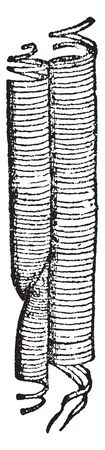 This is Melon Fibers. It looks-like spring or Spiral vessels of the Melon, it shows showing the elastic fibers uncoiled, and the vein-like fiber overlapping at their pointed extremities, vintage line drawing or engraving illustration.のイラスト素材
