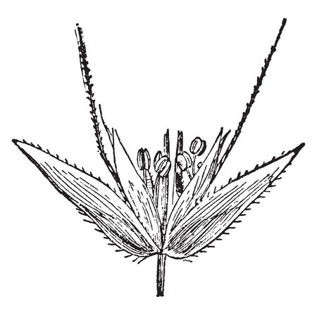 A picture showing the two-flowered Splikelet of Aira, vintage line drawing or engraving illustration.のイラスト素材