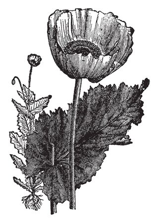A picture showing Opium Poppy of flowering plant. The flowers are normally with four white, mauve or red petals with dark markings at the base. The large leaves are lobed and clasp, vintage line drawing or engraving illustration.のイラスト素材