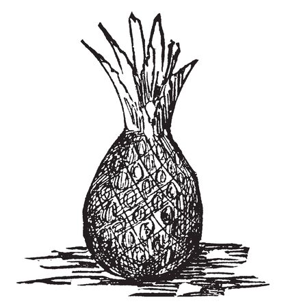 A picture showing fruit of Pineapple which is a delicious tropical fruit. A sweet, yellow fruit resembling a pine cone, vintage line drawing or engraving illustration.のイラスト素材