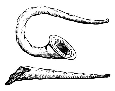 Buccina is curved for the convenience of the performer with a very wide mouth, vintage line drawing or engraving illustration.のイラスト素材