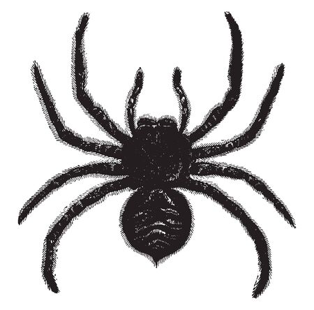 Tarantula comprise a group of large and often hairy arachnids belonging to the Theraphosidae family of spiders, vintage line drawing or engraving illustration.のイラスト素材