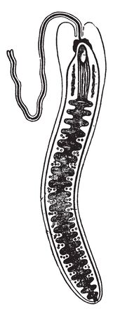 Nemertine have included Nemertini Nemertinea and Rhynchocoela, vintage line drawing or engraving illustration.のイラスト素材