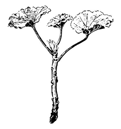 An image of Geranium cutting which is ready for planting, Geranium is a genus of 422 species of flowering annual, biennial, and perennial plants, vintage line drawing or engraving illustration.のイラスト素材