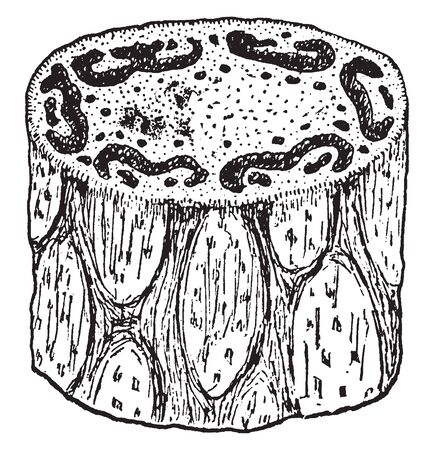 In this picture is the trunk. which a section of the tree fern, vintage line drawing or engraving illustration.のイラスト素材