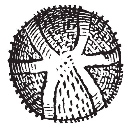This is Pollen of Sicyos plant. Its Shape is Round and it is Thorny, vintage line drawing or engraving illustration.のイラスト素材