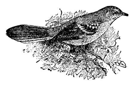 Mocking bird truly astonishing and handsome songbird vintage line drawing.のイラスト素材