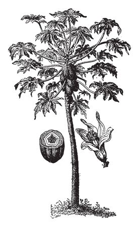 This is tree which grows melon like fruits. Fruit can see in this image, vintage line drawing or engraving illustration.のイラスト素材
