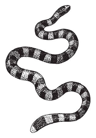 Sea Snakes are a subfamily of venomous elapid snakes that inhabit marine environments for most or all of their lives, vintage line drawing or engraving illustration.のイラスト素材