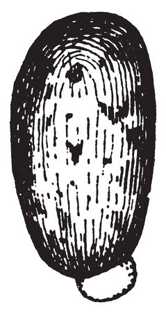 This pictures showing a seed of ricinus. The seed is oval shaped and thick, vintage line drawing or engraving illustration.のイラスト素材
