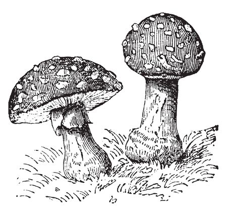 In this picture there are two different shape of mushroom certificates. The cap is thick and round. The stem is long and thick, vintage line drawing or engraving illustration.のイラスト素材