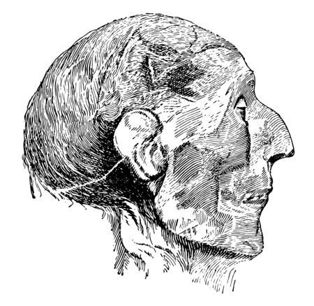 Head of Mummy of Ramses II was preserved in the Egyptian Museum in Cairo, vintage line drawing or engraving illustration.のイラスト素材