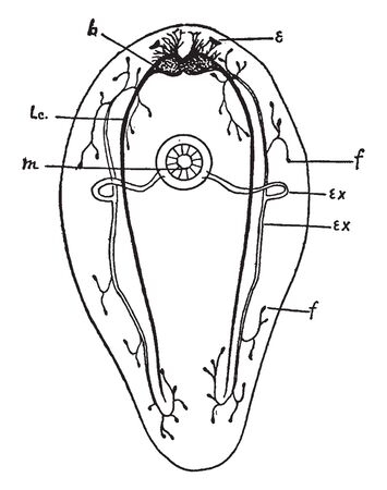 Turbellarian are one of the traditional sub divisions of the phylum Platyhelminthes, vintage line drawing or engraving illustration.のイラスト素材