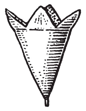The image shows top shaped or conical turbinate flower with the broad end uppermost, vintage line drawing or engraving illustration.のイラスト素材