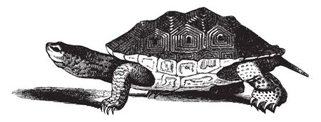 Salt water terrapin lives in salt or brackish water along the sea coast buying itself in the mud during winter, vintage line drawing or engraving illustration.のイラスト素材