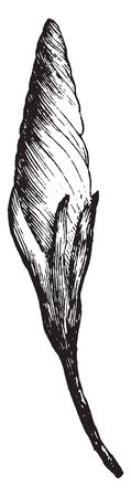 It is a compact knob-like growth on a plant which develops into a leaf, flower, or shoot, vintage line drawing or engraving illustration.のイラスト素材