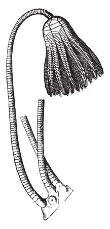 Stone lilies are flowerlike with branching arms surrounding the central mouth, vintage line drawing or engraving illustration.のイラスト素材