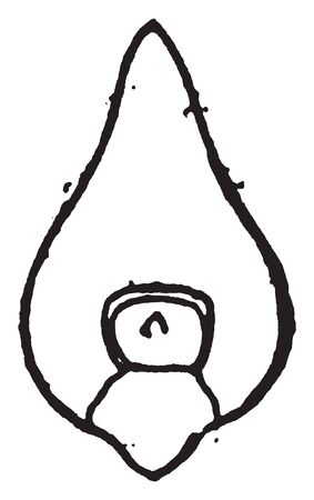 The oat see in this frame is called seed of embryo, vintage line drawing or engraving illustration.のイラスト素材