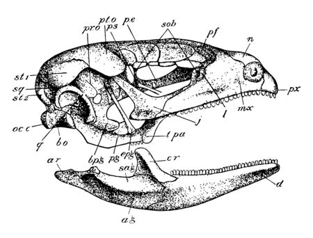 Side view of skull of Lacerta, vintage line drawing or engraving illustration.のイラスト素材