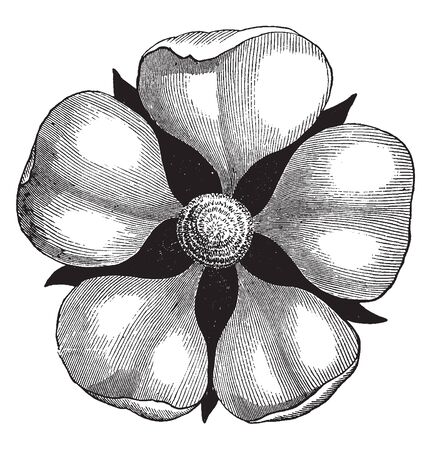 A picture is showing Pistillate flower. A pistillate flower is female, bearing only pistils, vintage line drawing or engraving illustration.のイラスト素材