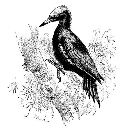 This image represents Great Black Woodpecker, vintage line drawing or engraving illustration.のイラスト素材