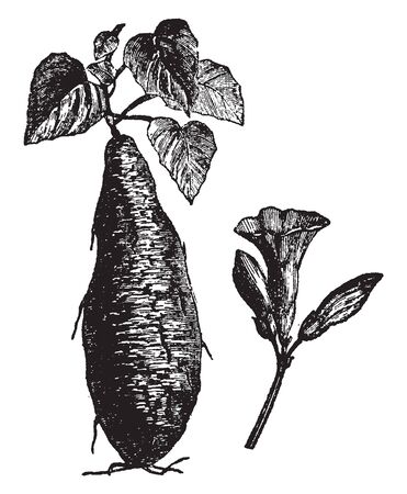 This is Potato plant along with potato. These potatoes are growing in rows. Above ground, the plants reach about 2 feet tall. Potato plants grown from small tubers usually emerge within few days, vintage line drawing or engraving illustration.のイラスト素材