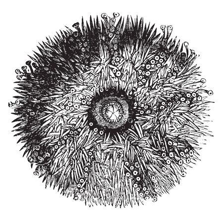 Under side of a Sea Urchin showing rows of suckers among the spines, vintage line drawing or engraving illustration.のイラスト素材