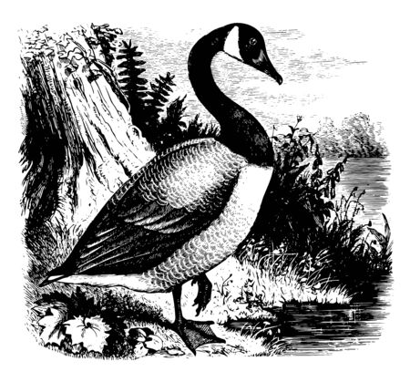 It is a large bird with long black neck and white body. They swim in shallow water with neck under water. They eat grain and grass vintage line drawing.のイラスト素材