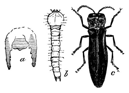 Agrilus is a genus of jewel beetles, vintage line drawing or engraving illustration.のイラスト素材