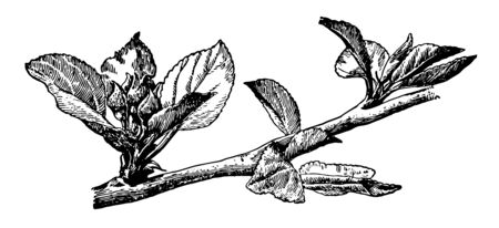 In this image are the flower cluster and the leaf cluster of an apple tree, vintage line drawing or engraving illustration.のイラスト素材