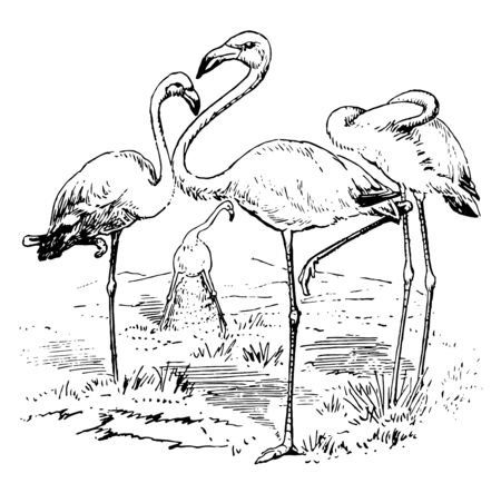 Flamingoes large wading birds vintage line drawing.のイラスト素材