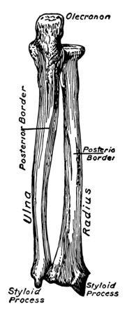 This illustration represents Dorsal View of the Bones of the Forearm, vintage line drawing or engraving illustration.のイラスト素材