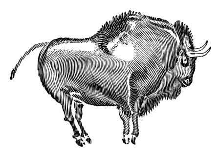 Reindeer Age Cave painting which is Painted in the Cave of Altamira in Spain, vintage line drawing or engraving illustration.のイラスト素材