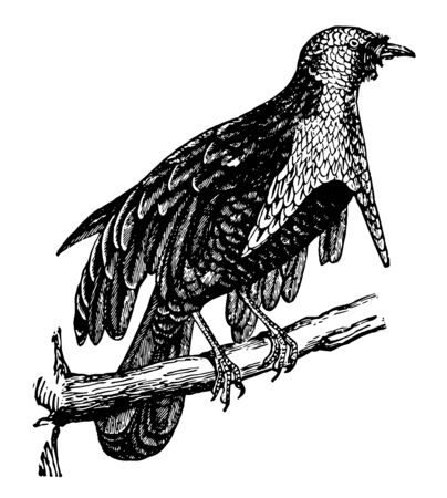 The Superb Bird of Paradise has a beak furnished with elongated feathers, vintage line drawing or engraving illustration.のイラスト素材