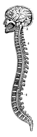 A section of the brain and spinal column, vintage line drawing or engraving illustration.
