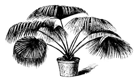 A Chinese Livistona tree, vintage line drawing or engraving illustration.のイラスト素材