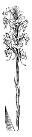 Habenaria leucophaea or Platanthera Leucophaea, also known as prairie white fringed orchid or eastern prairie fringed orchid. It is very rare species of orchid family found in North America, vintage line drawing or engraving illustration.のイラスト素材