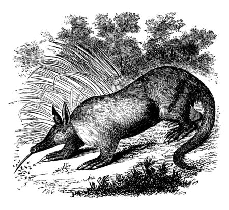 Aardvark is a medium sized and nocturnal mammal native to Africa, vintage line drawing or engraving illustration.のイラスト素材