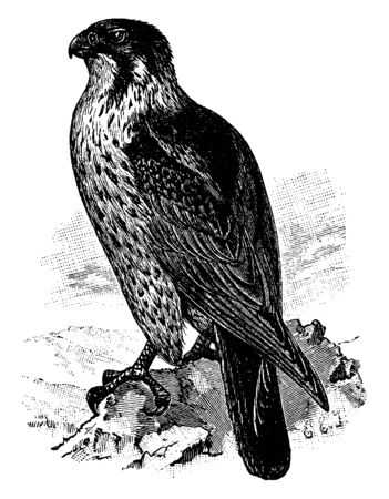 Duck Hawk also known simply as the Peregrine, vintage line drawing or engraving illustration.のイラスト素材