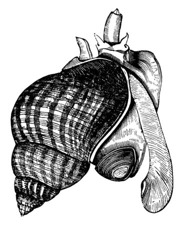 Common whelk is well known to bore through the shells of other mollusca, vintage line drawing or engraving illustration.のイラスト素材