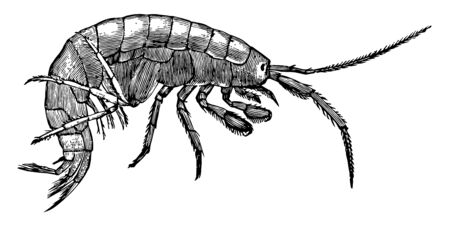 Freshwater Shrimp is an amphipod in the Gammaridae family of scuds, vintage line drawing or engraving illustration.のイラスト素材